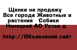 Щенки на продажу - Все города Животные и растения » Собаки   . Ненецкий АО,Устье д.